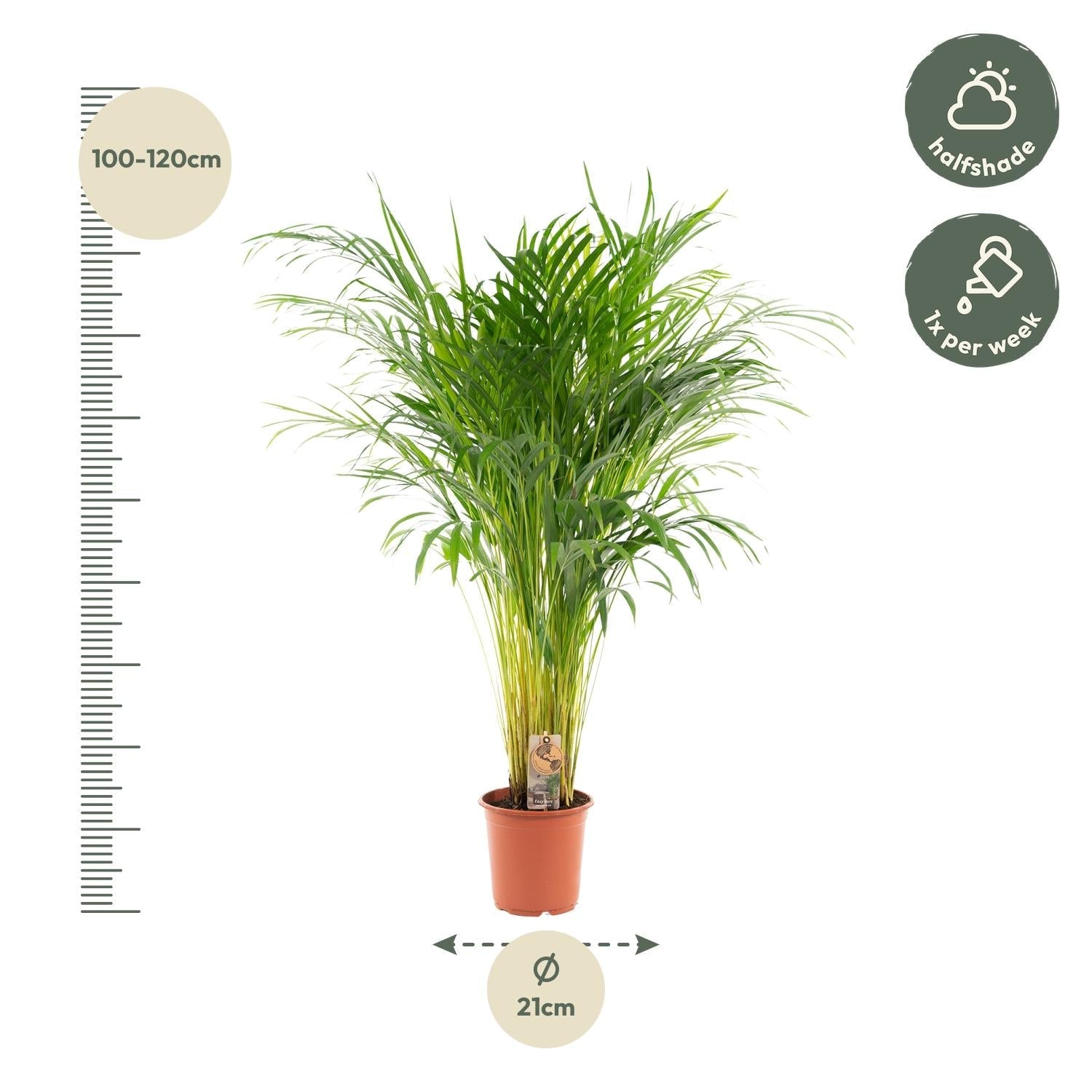 Goldfruchtpalme Areca – Zimmerpflanze Ø21cm – 110cm hoch – Luftreinigende tropische Palme für gesundes Raumklima – frisch aus der Baumschule 