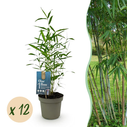 Green boutiQ - Bambus - Fargesia Blue Dragon - Immergrün - Nicht Ausbreitend - Grün - 12 Pflanzen - Topf 14cm - Höhe 35cm 
