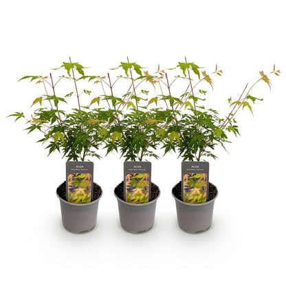 GreenboutiQ - Gartenpflanze - Acer palmatum Katsura - Orange - 3 Pflanzen - Laubabwerfend - Pflegeleicht - Topf 12cm Höhe 35cm 