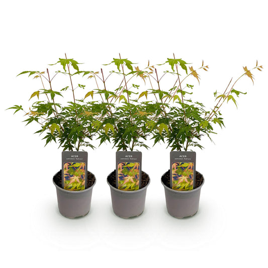 GreenboutiQ - Gartenpflanze - Acer palmatum Katsura - Orange - 3 Pflanzen - Laubabwerfend - Pflegeleicht - Topf 12cm Höhe 35cm 