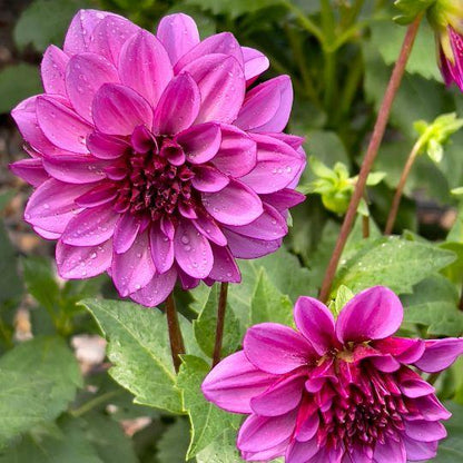 Blumenzwiebel - Mix Gerard's Darlings, 6 Dahlien Natal & 6 Dahlien Blue Bell Knollen für 2 m²