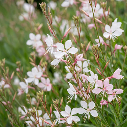 Prachtkerze 'Whirling Butterflies' – Gaura lindheimeri 'Whirling Butterflies' – 6 Pflanzen – Topf Ø11cm – Bienenfreundliche Staude für Garten & Balkon