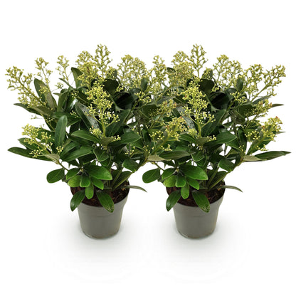 GreenboutiQ - Terrassenpflanze - Skimmia japonica Finchy - Blüte Weiß - 15+ Blüten - 2 Pflanzen - Winterhart - Topf 15cm Höhe 30cm 