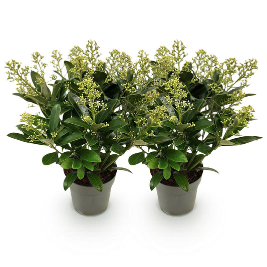 GreenboutiQ - Terrassenpflanze - Skimmia japonica Finchy - Blüte Weiß - 15+ Blüten - 2 Pflanzen - Winterhart - Topf 15cm Höhe 30cm 
