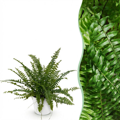 Green boutiQ - Zimmerpflanze - Nephrolepsis exaltata Green Lady - Farn - Haustierfreundliche Pflanze - Grün - 1 Pflanze - mit Potter Weiß - Topf 12cm - Höhe 25cm 