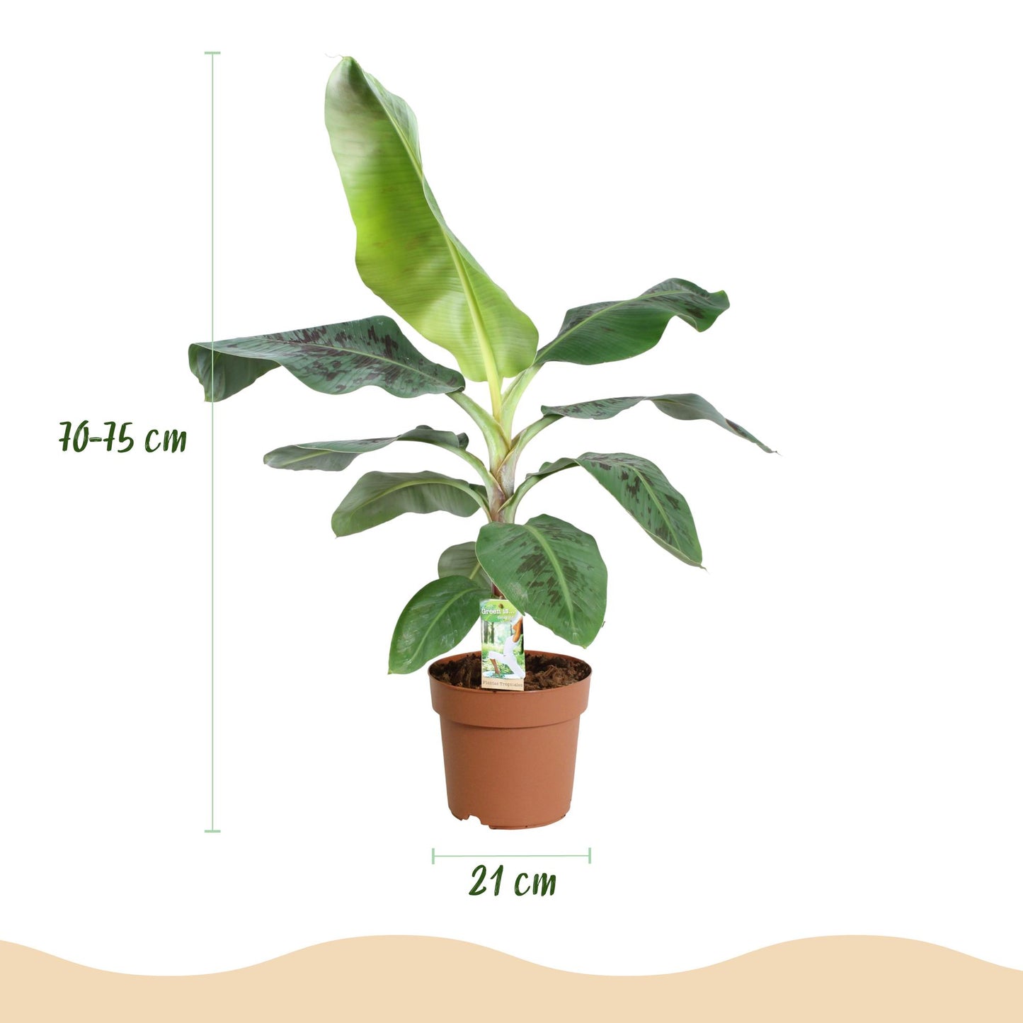 Green boutiQ - Zimmerpflanzen - Musa acuminata Dwarf Cavendisch - Bananenpflanze - Wenig Pflege - Grün - 1 Pflanze - Topf 21cm - Höhe 70-75cm 