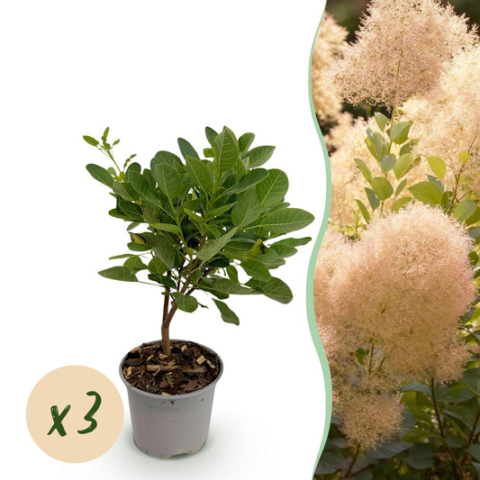 GreenboutiQ - Gartenpflanze - Cotinus coggyria Young Lady - Grün 3 Pflanzen - Laubabwerfend - Wenig Pflege - Topf 12cm Höhe 35cm 