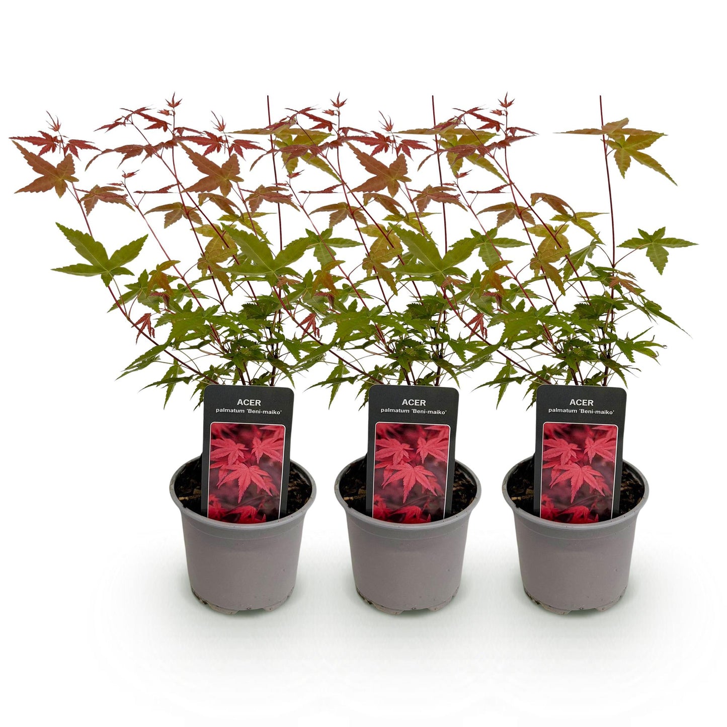 GreenboutiQ - Gartenpflanze - Acer palmatum Beni-maiko - Rot - 3 Pflanzen - Laubabwerfend - Wenig Pflege - Topf 12cm Höhe 35cm 