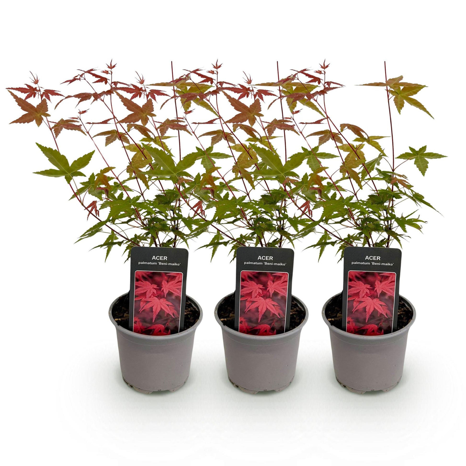 GreenboutiQ - Gartenpflanze - Acer palmatum Beni-maiko - Rot - 3 Pflanzen - Laubabwerfend - Wenig Pflege - Topf 12cm Höhe 35cm 