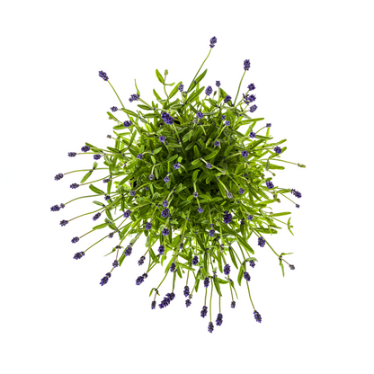 Echter Lavendel Lavandula angustifolia – 2 Pflanzen – Ø19cm – Höhe 40–50cm – Duftende Balkon- und Gartenpflanze – Bienenfreundlich & pflegeleicht 