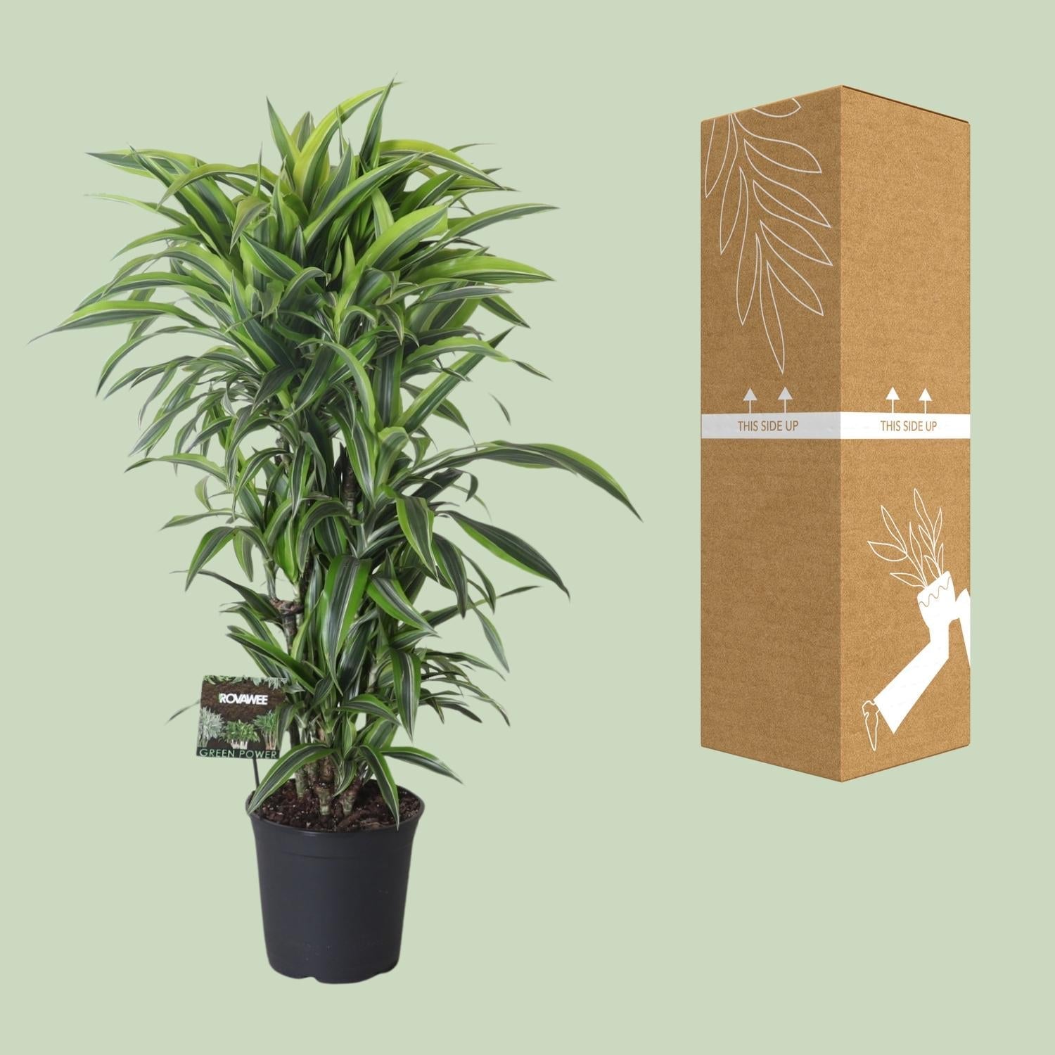 Drachenbaum Dracaena Fragrans 'Lemon Lime' – Zimmerpflanze – Ø27 cm Topf – Ca. 120 cm hoch – Pflegeleichte Grünpflanze mit auffällig grün-gelben Blättern & roten Rändern 