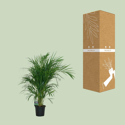 Goldfruchtpalme – Dypsis lutescens – Zimmerpflanze – Luftreinigende Bambuspalme – ca. 100–120 cm hoch – Ø19 cm Topf – Tropisches Raumgrün für Wohnung & Büro 