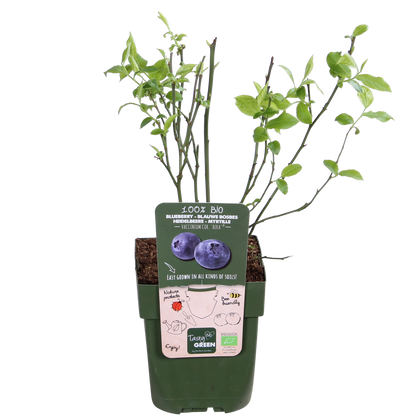 Blaubeere – 5 Pflanzen - Vaccinium corymbosum Reka – Ø13cm – ↨45cm – Bio Obstpflanzen – Große süße Früchte – Selbstfruchtbar & pflegeleicht 
