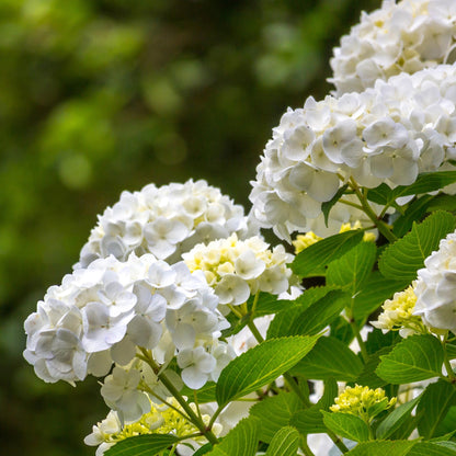 Green boutiQ - Gartenpflanze - Hydrangea macrophylla Weiß - Hortensie - Winterhart - Weiß - 1 Pflanze - Topf 12cm - Höhe 20-30cm 