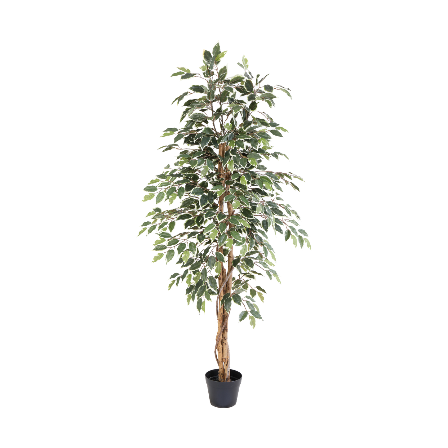 ARTIFICIAL Ficus benjamina variegata - 160cm 