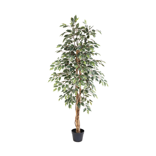 ARTIFICIAL Ficus benjamina variegata - 160cm 