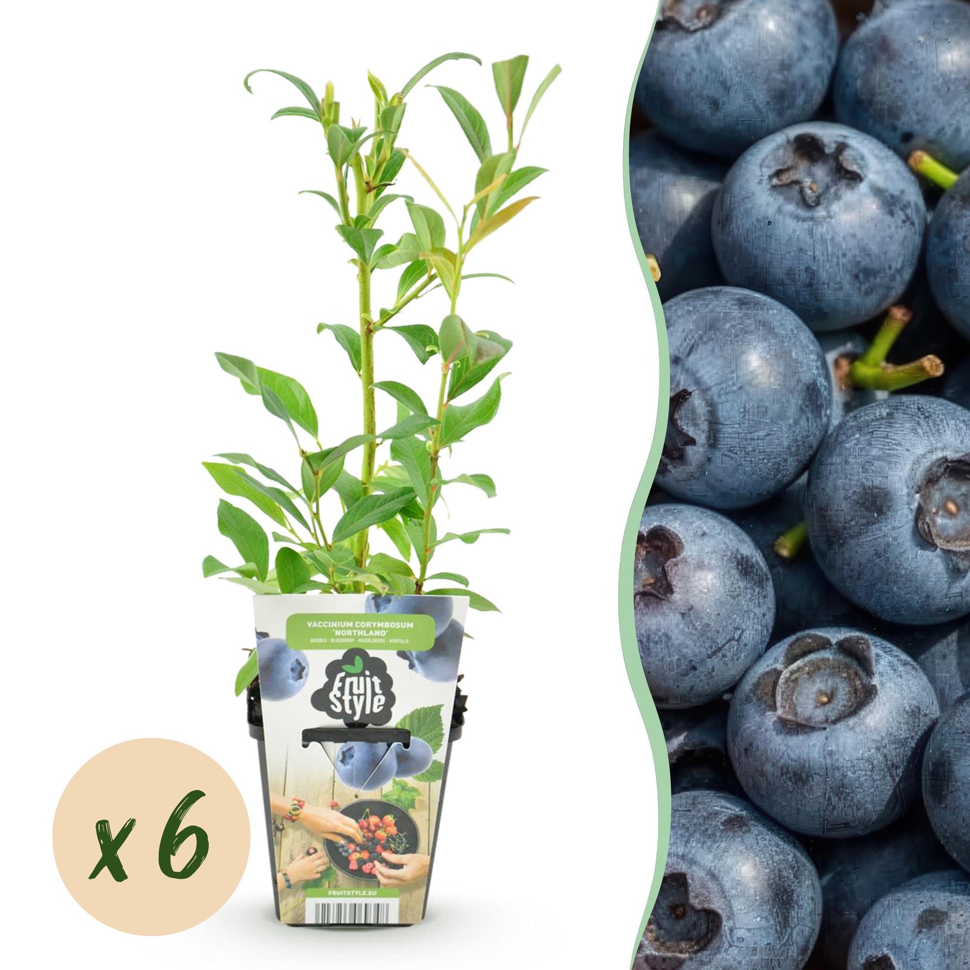 Blaubeere Vaccinium corymbosum Northland winterhart Höhe 30cm 6 Pflanzen Ø9cm – Ertragreiche Blaubeere für Garten Balkon & Terrasse – Aromatische Früchte 