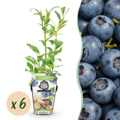 Blaubeere Vaccinium corymbosum Northland winterhart Höhe 30cm 6 Pflanzen Ø9cm – Ertragreiche Blaubeere für Garten Balkon & Terrasse – Aromatische Früchte 
