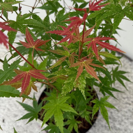 Japanischer Ahorn – Acer palmatum 'Phoenix' – 2 Pflanzen – 70 cm hoch – Ø19cm – leuchtend rot-orange – Balkon- & Gartenpflanze 