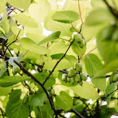 Kiwi - Actinidia arguta Issai - Obstpflanze - Grüne Frucht - 2 Pflanzen - Topf 11cm Höhe 40cm