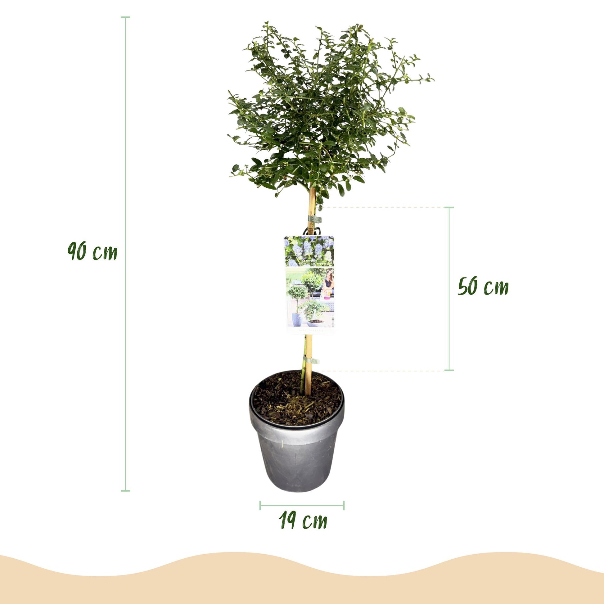 Kalifornischer Flieder Ceanothus thyrsiflorus Repens Ø19cm Höhe90cm – Immergrüner Zierstrauch mit blau-lila Blüten – Winterhart für Garten Balkon & Terrasse 