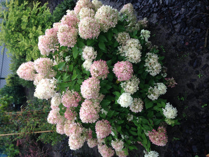 Rispenhortensie – Hydrangea panniculata Limelight – Blüte Limonengrün-Cremeweiß – Laubabwerfend – Große Blüten – 17cm – Höhe ca. 50cm