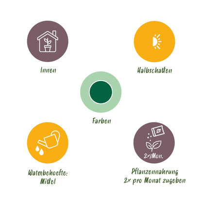 Glückskastanie Pachira Aquatica Mehrstammig – Geldbaum – 2 Pflanzen – 50–55cm – 17cm – Pflegeleichte Zimmerpflanzen mit handförmigen Blättern – Tropischer Glücksbaum inkl. Korb 