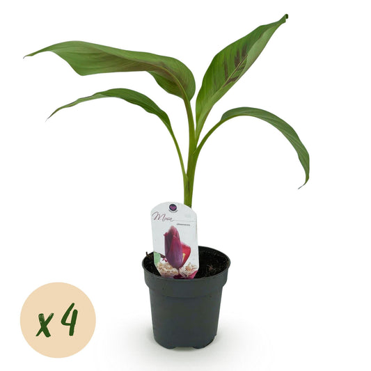 Bananenpflanze Musa sikkimensis Red Tiger – 4 Pflanzen – Ø12 cm – Höhe ca. 30 cm – Exotische Zimmer- & Terrassenpflanze 