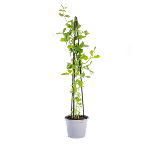 Duftende Platterbse - Lathyrus odoratus - Ø13 cm - ↕60 cm - 4 Pflanzen 