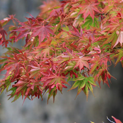 GreenboutiQ - Gartenpflanze - Acer palmatum Beni-maiko - Rot - 1 Pflanze - Laubabwerfend - Wenig Pflege - Topf 12cm Höhe 35cm 