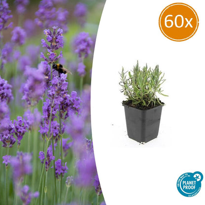 Lavendel Lavandula ang. 'Munstead' – ↕10-25cm – Ø9cm – 60 Pflanzen – Violette Blüten, Bienen- & Schmetterlingsfreundlich, Winterhart