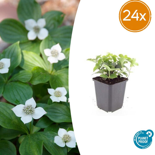 Cornus canadensis – Kanadische Teppich-Hartriegel – 24 Pflanzen – Bodendecker mit weißen Blüten – Ø9cm – ↕10–25cm – Für Schatten & Halbschatten – Winterhart 