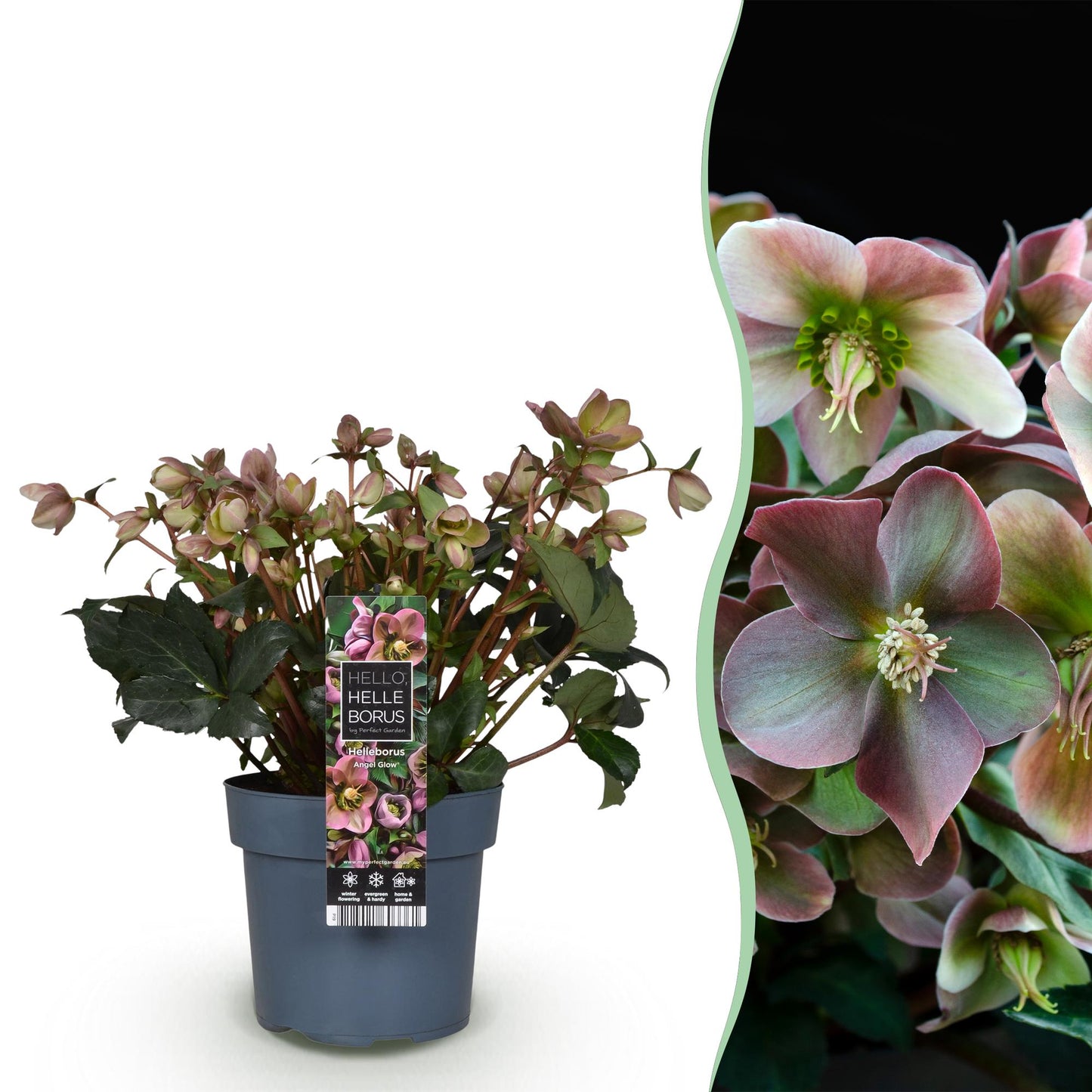 GreenboutiQ - Gartenpflanze - Lenzrose - Helleborus Angels Glow - Rosa Blüte - Immergrün - Topf 19cm Höhe 50cm 