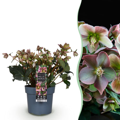 GreenboutiQ - Gartenpflanze - Lenzrose - Helleborus Angels Glow - Rosa Blüte - Immergrün - Topf 19cm Höhe 50cm 