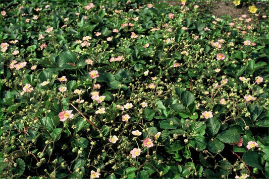 Fragaria vesca – 48 Pflanzen – ↕10-25cm – Ø9cm – Wald-Erdbeere – Bodendecker – Süße Früchte – Pflegeleicht – Beete & Steingärten
