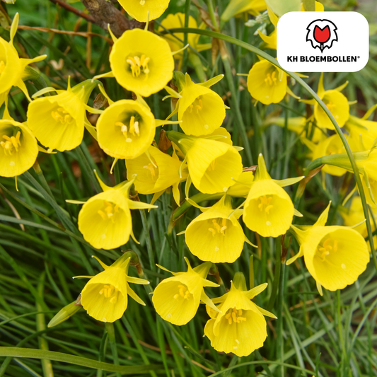 Narzisse Golden Bells – 25 Blumenzwiebeln – Glockenförmige, tiefgelbe Blüten – Frühlingsblüher & winterhart 