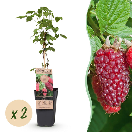Green boutiQ - Fruit plant - Rubus log. Tayberry - Raspberry Bushes - Hardy - Purple Raspberries - 2 Plants - Pot 15cm - Height 50cm 