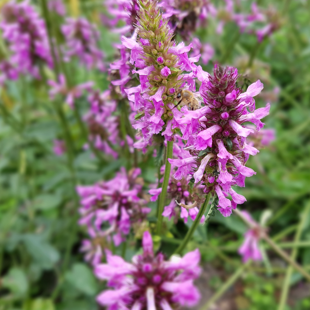 Stachys monieri Hummelo – 24 Pflanzen Ø9cm – Höhe10-25cm – Rosa Blütenstaude für Beet & Präriegarten – Bienenfreundlich winterhart – Pflegeleichte Flächenstaude - Oasis of Life