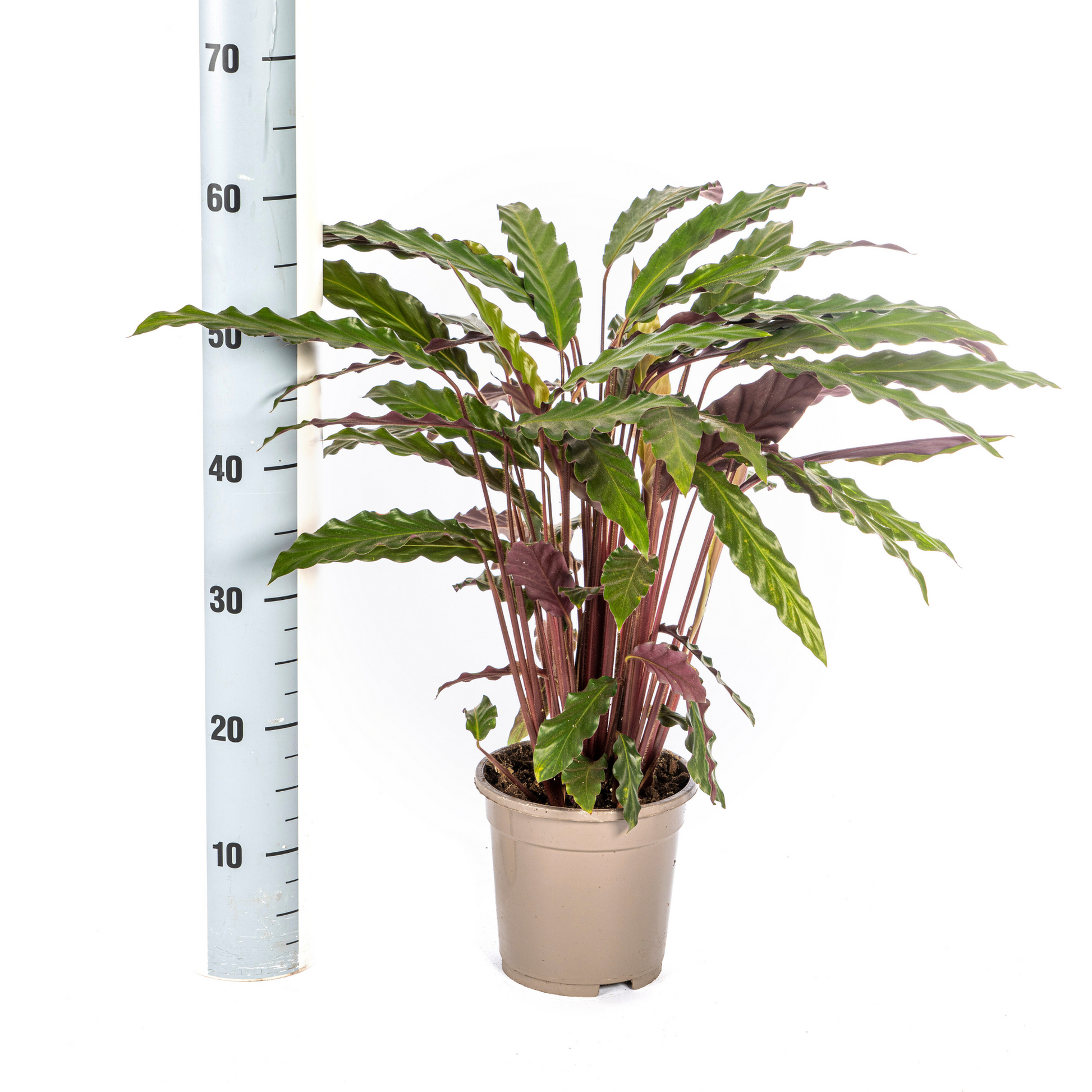 Korbmarante Calathea Rufibarba – Ø17 cm – ca. 40–50 cm hoch – Zimmerpflanze mit samtigen, welligen Blättern – Für Wohnzimmer & Büro 
