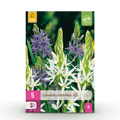 GreenboutiQ - Blumenzwiebeln - Camassia Leichtlinii Mix - Farbe Lila und Weiß - 5 Stück - Zwiebelgröße 12/14 - XXL Pack 