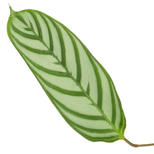 Korbmarante Calathea Compactstar – Zimmerpflanze 90cm hoch – Ø21cm – Tropische Blattschmuckpflanze mit dekorativem Muster – Pflegeleicht & luftreinigend 