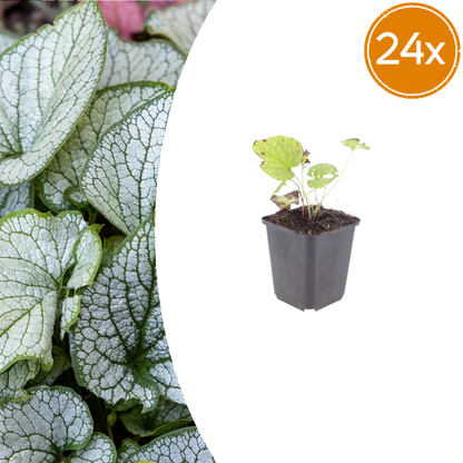 Brunnera macrophylla Jack Frost – 24 Pflanzen Kaukasusvergissmeinnicht – 10-25cm – Ø9cm – Winterharte Schattenstaude mit silbernem Zierlaub – Bodendecker für Garten - Oasis of Life