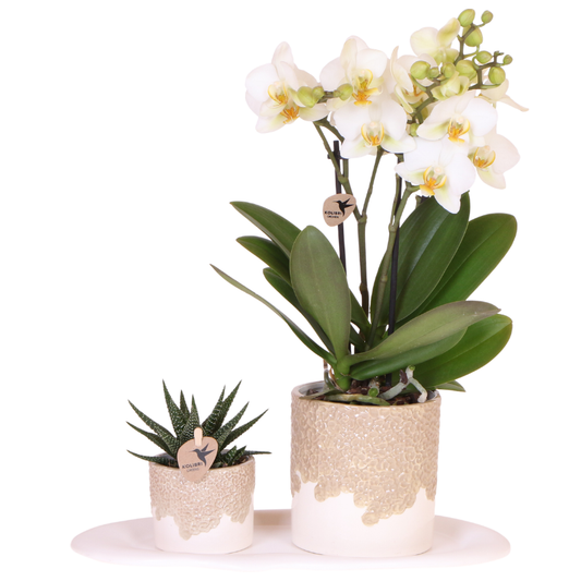 Kolibri Orchids | Bloom Sand Geschenkset | Weiße Lausanne Orchidee Ø9cm + Grünpflanze Ø6cm – inkl. Übertöpfe & weißem Tablett – frisch vom Züchter 