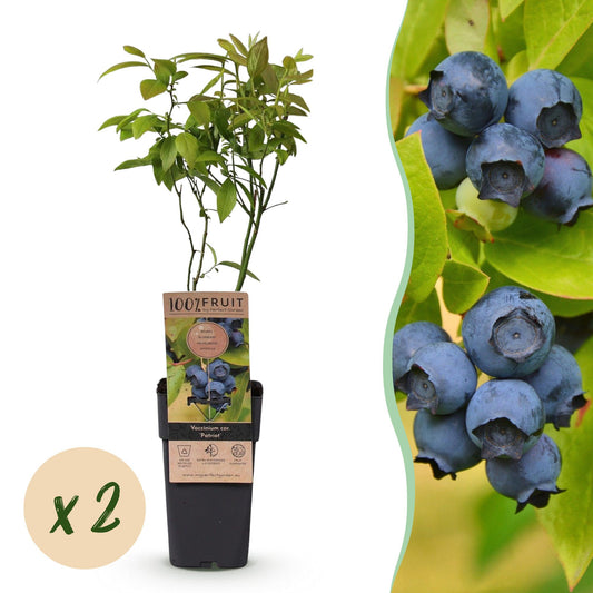 Green boutiQ - Fruit Plant - Vaccinium corymbosum Patriot - Blueberry - Hardy - Blue Berry - 2 Plants - Pot 15cm - Height 50cm 