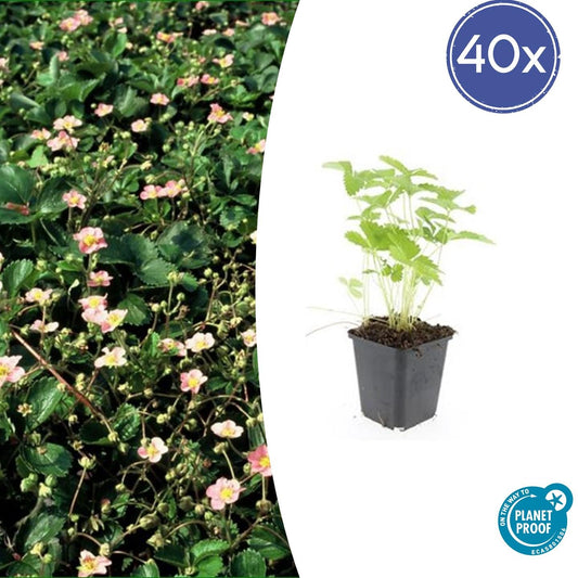 Wald-Erdbeere – Fragaria vesca – ↑10-25cm – Ø9cm – 40 Pflanzen – Süße Früchte, pflegeleicht, Bodendecker, Beete, Steingärten