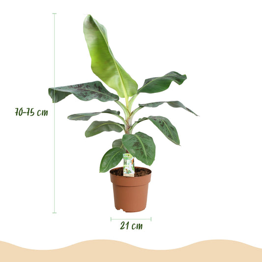 Green boutiQ - Zimmerpflanzen - Musa acuminata Dwarf Cavendisch - Bananenpflanze - Wenig Pflege - Grün - 1 Pflanze - mit Potter Weiß - Topf 21cm - Höhe 70-75cm 