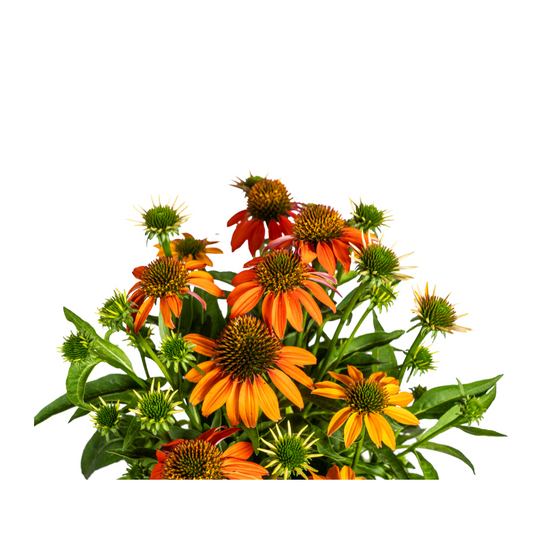 Echinacea purpurea Orange – Sonnenhut mit orangefarbenen Blüten – Ø 19 cm – Höhe 60–70 cm – Staudenpflanze – Für Beet & naturnahe Gärten – Sonniger Standort – Pflegeleicht 