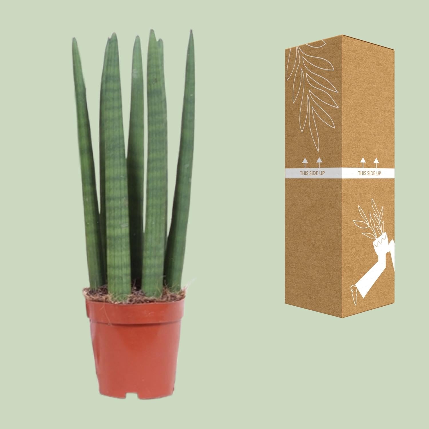 Schwiegermutterzunge – Sansevieria Straight – Zimmerpflanze – Ø12 cm Topf – Ca. 40 cm hoch – Pflegeleicht & luftreinigend – Ideal für kleine Räume & halbschattige Standorte 