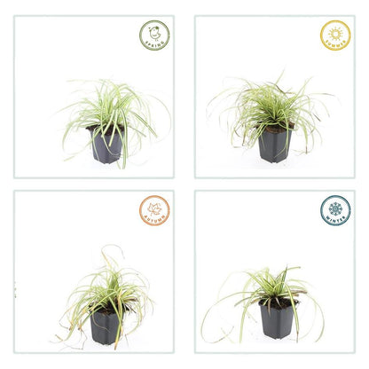 Gold-Segge Carex oshimensis 'Evergold' – ↕10-25cm – Ø9cm – 60 Pflanzen – Bodendecker – Winterhart – Pflegeleicht – Schattengarten