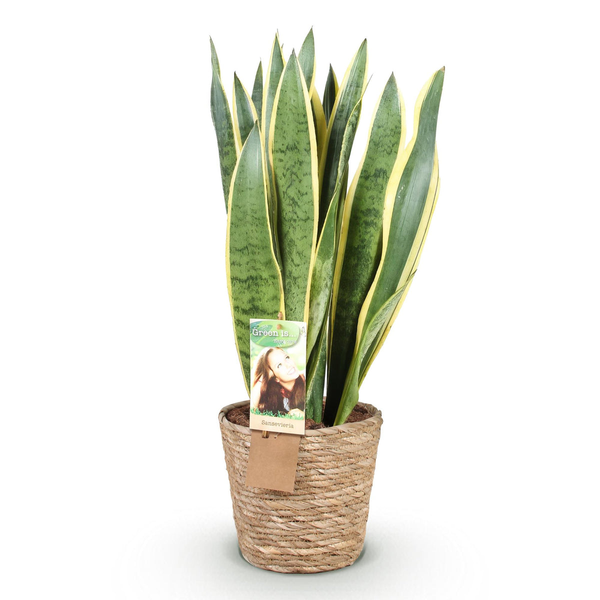 Green boutiQ - Zimmerpflanzen - Sansevieria Laurentii- Schwiegermutterzunge - Pflegeleicht - mit Korb - Grün - Gelb - 1 Pflanze - Topf 21cm - Höhe 70-80cm 